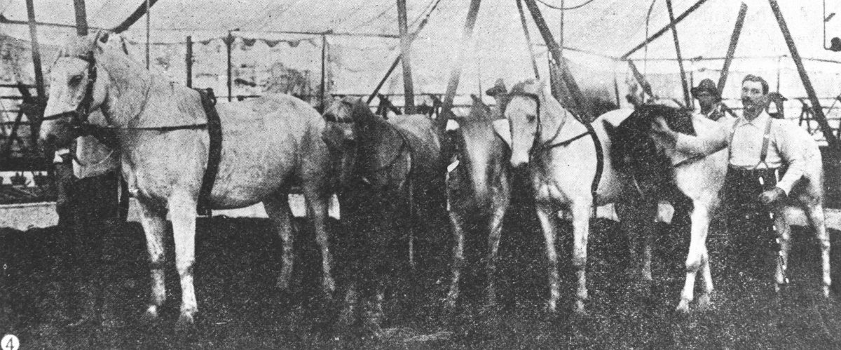 Philip Wirth and his educated horses in Brisbane, 1903