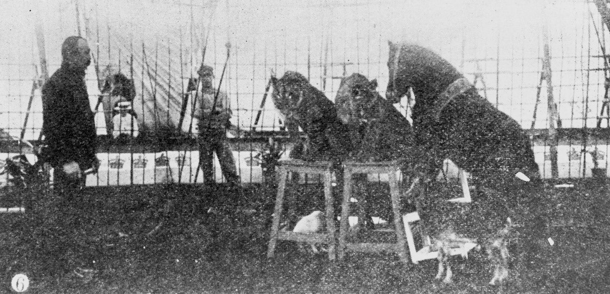 Animal trainer, Herr Paul with some of his performing animals at Wirth's Circus in Brisbane, 1903