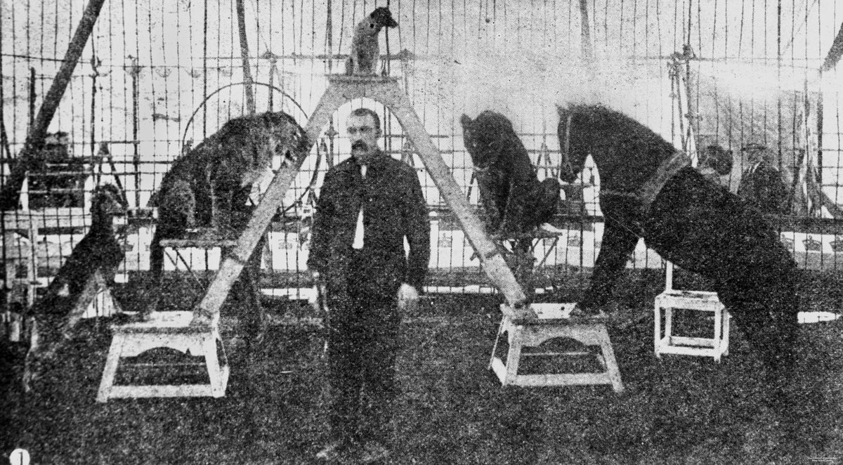 Tableau of circus animals, Brisbane, 1903