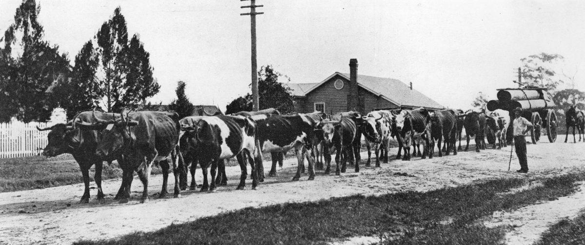 Bullock team pulling a timber jinker on the streets of Caboolture