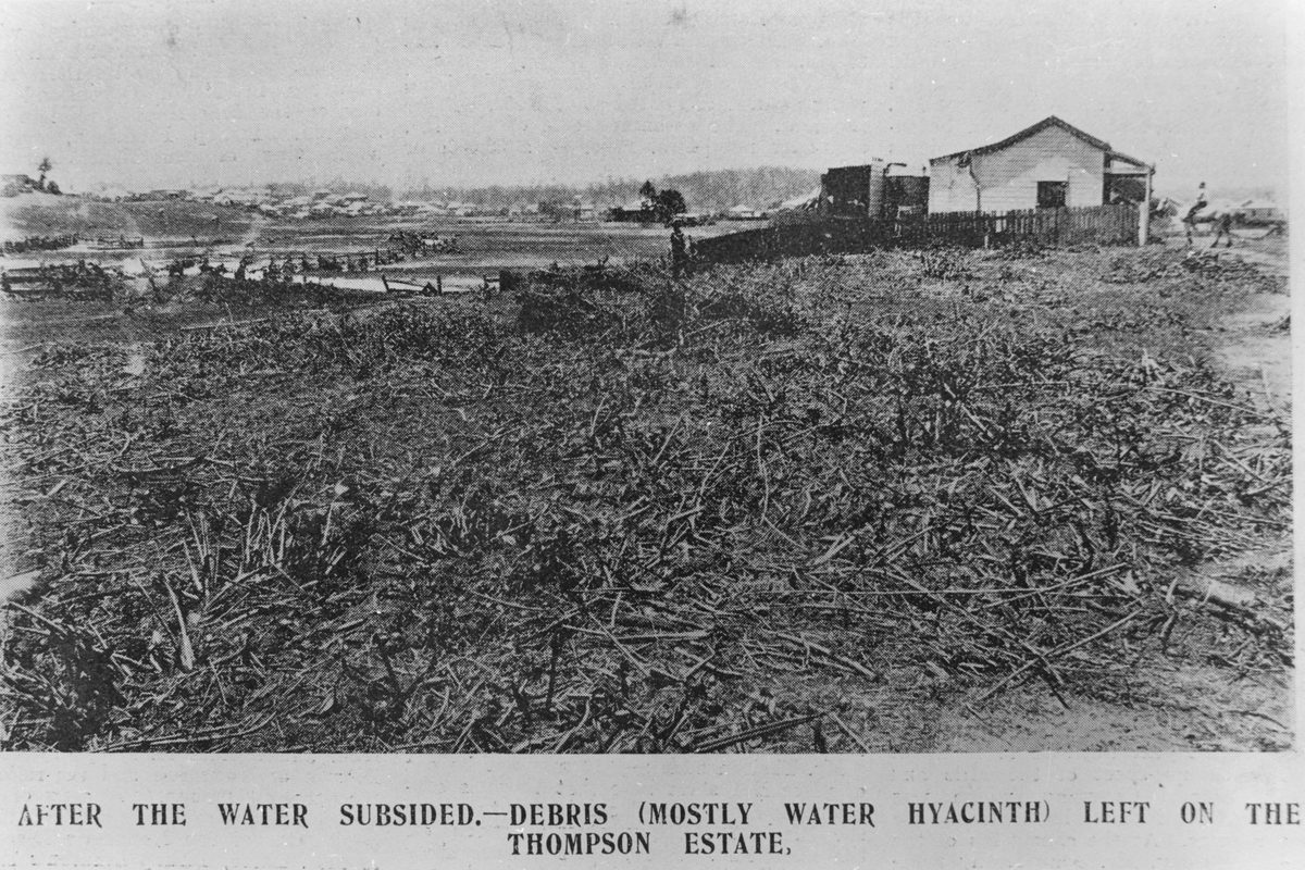 Debris left in a farmer's paddock after a storm, Greenslopes, 1905