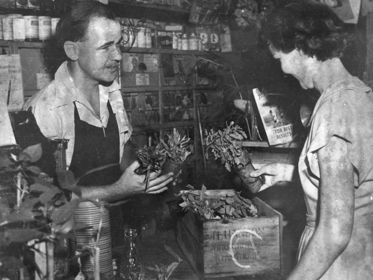 Sid Clements serving a customer in his seed shop, Brisbane, 1952