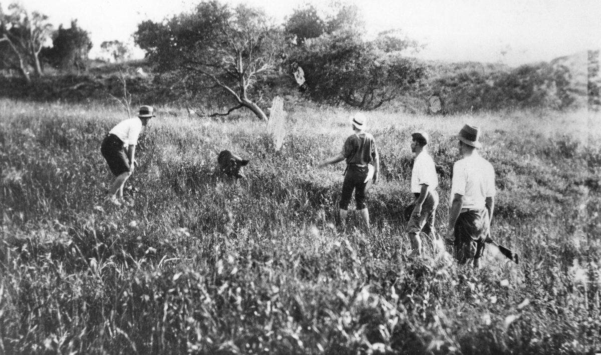 Group of hunters who have surrounded a wild pig, Moreton Island, 1919