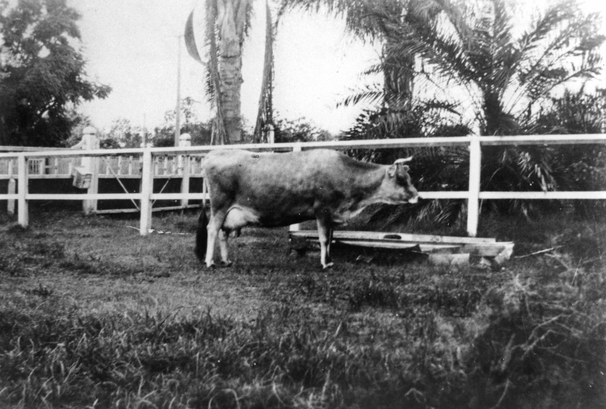 Cow in the grounds of the Siemon family residence, in River Road, now Coronation Drive, Toowong, 1929