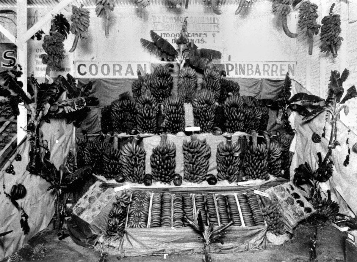 Bananas from Cooran, Kin Kin and Pinbarren districts on display at the Brisbane Exhibition, 1928