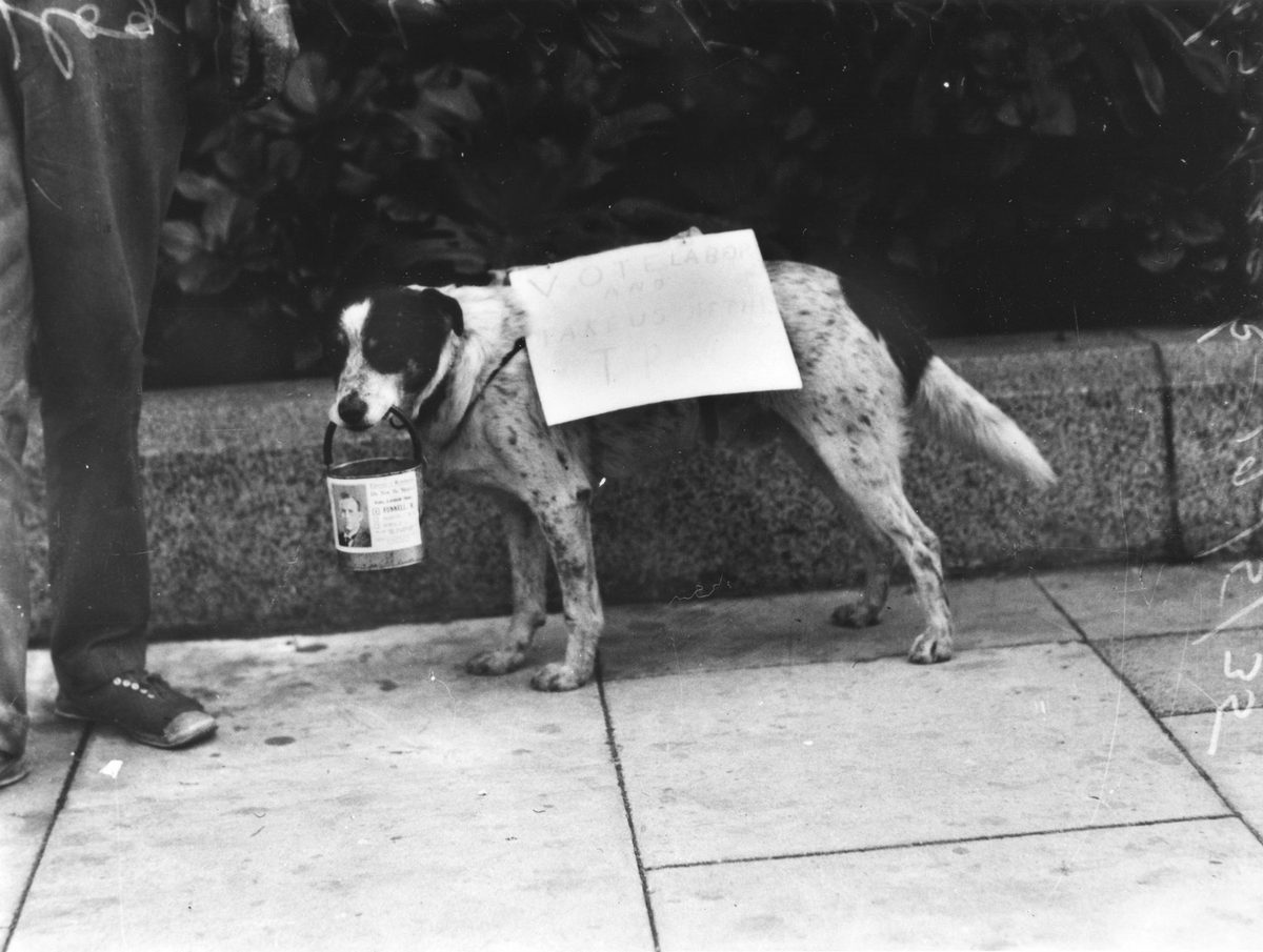 Dog with election sign on his back, 1935