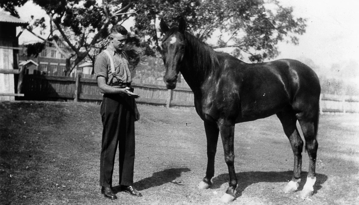 Troophorse Bantain at Newmarket Police Station in Brisbane, 1936