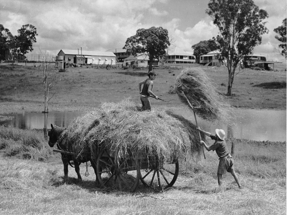 Loading hay at St Lucia, Brisbane, Queensland, 1936