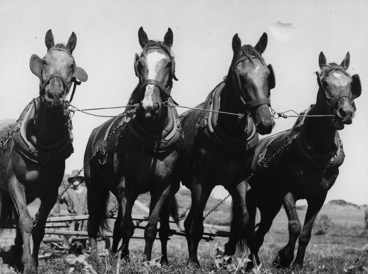 Team of horses pulling a farm machine on Mount Pleasant, May 1938