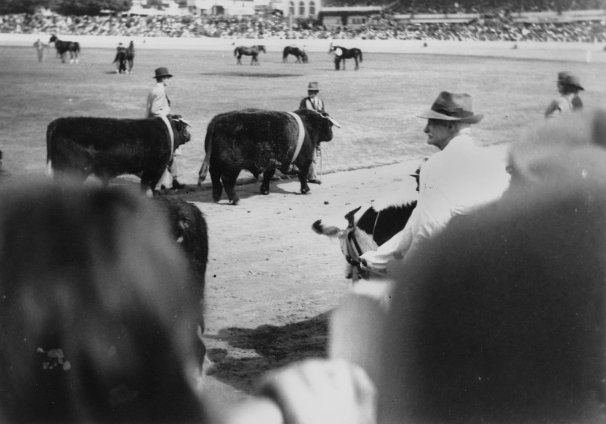 Parade of cattle at the RNA Exhibition, Brisbane, 1948