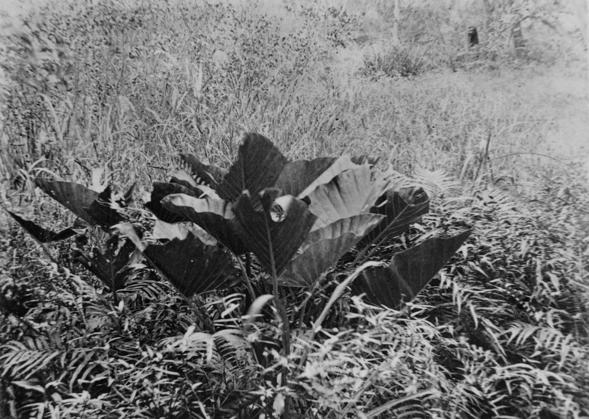 Conjevoi on Oxley Creek, 1890