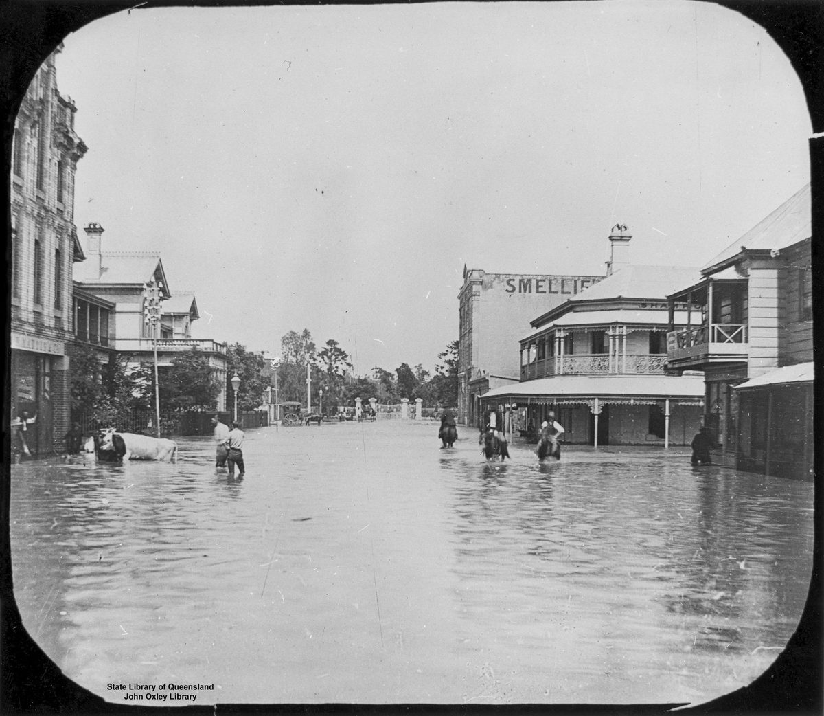 Cattle in Edward Street, Brisbane, during the 1890 flood