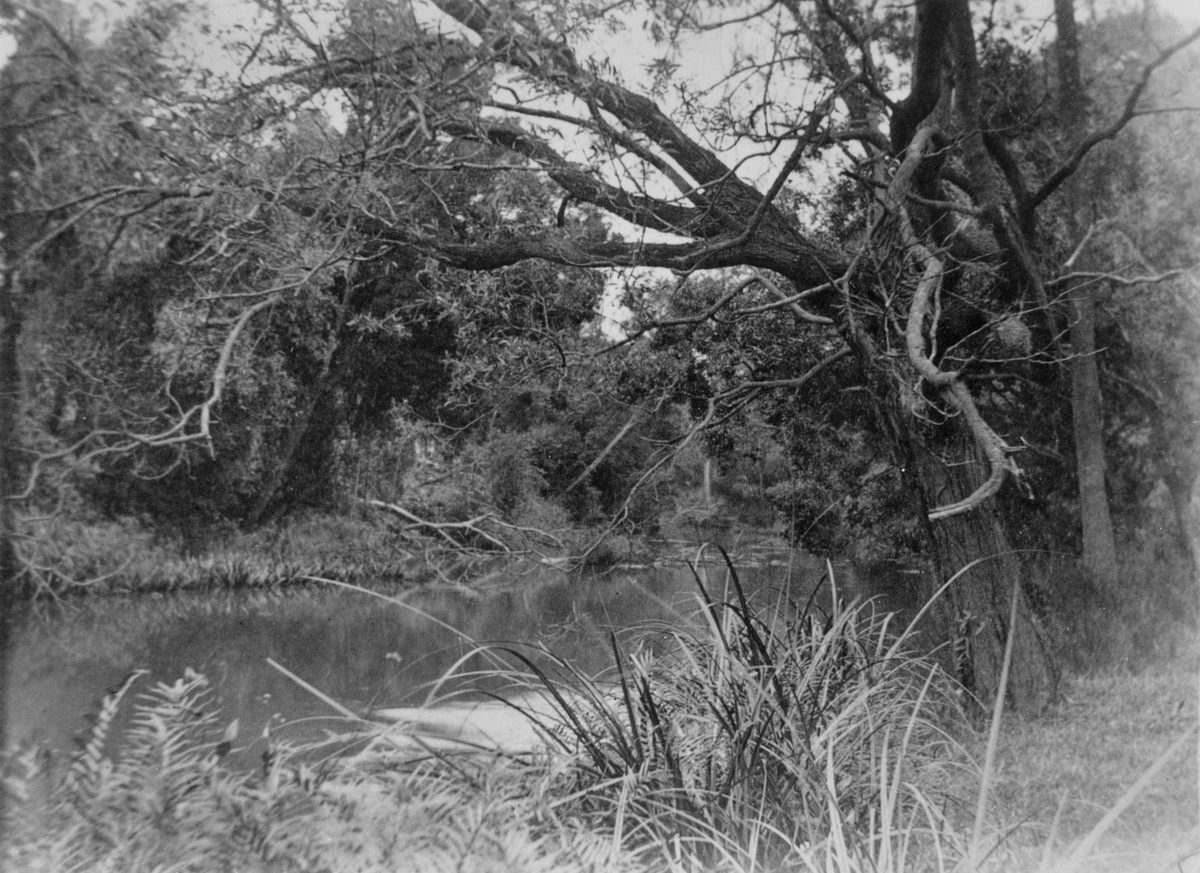 Field naturalist excursion on Oxley Creek, 1890