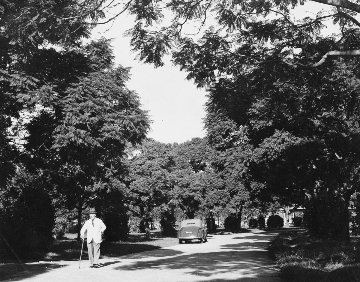 Jacaranda avenue in New Farm Park, Brisbane, 1939