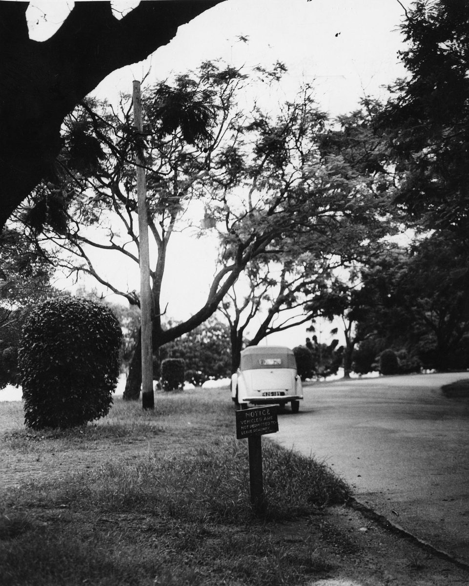 Car on an avenue in New Farm Park, Brisbane, 1949
