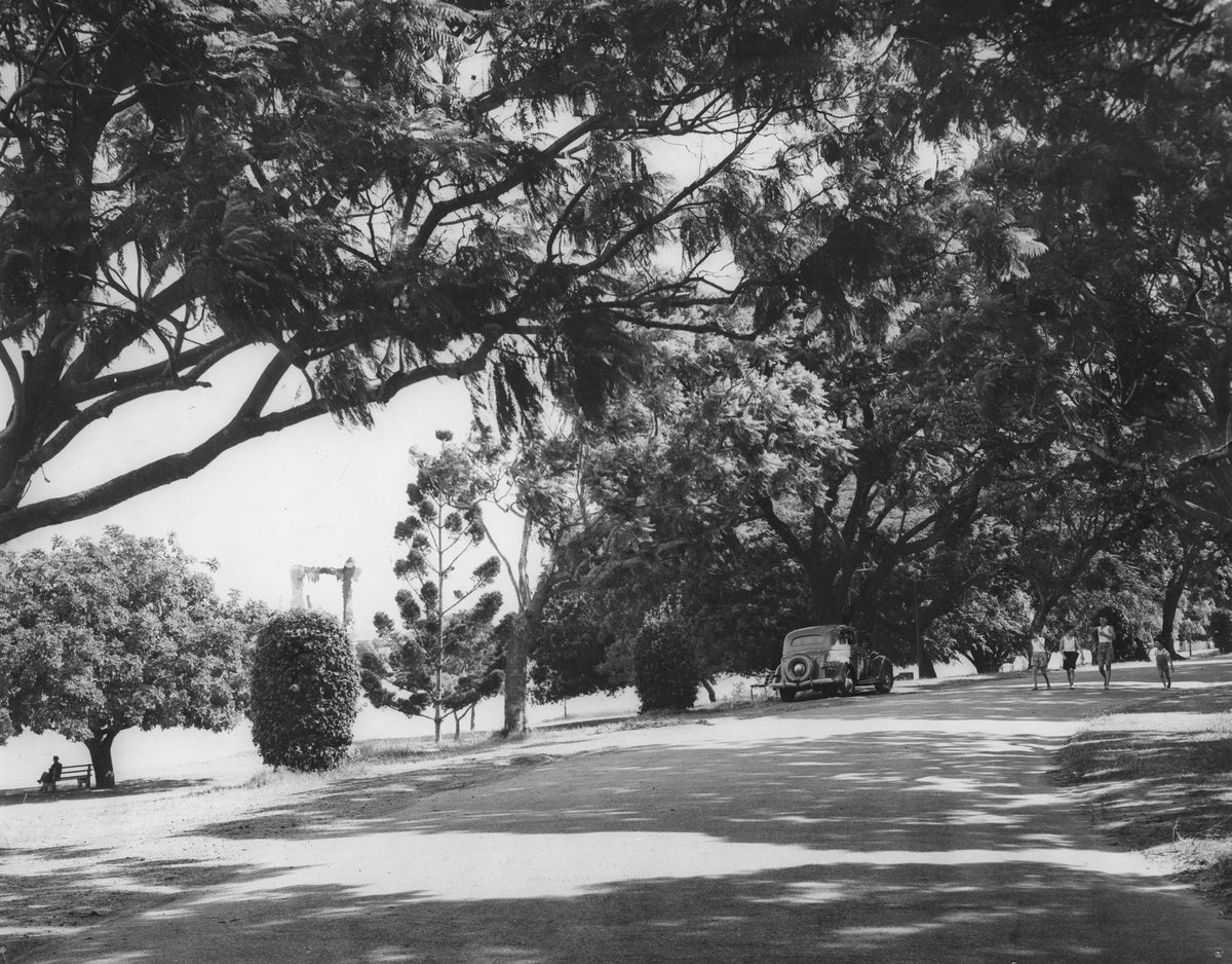 People and car on an avenue in New Farm Park, Brisbane, 1950