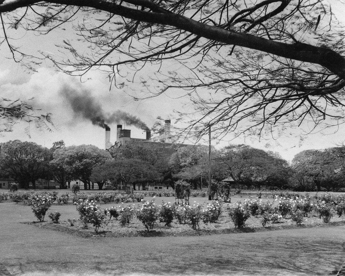 Flower beds and lawns in New Farm Park, 1953