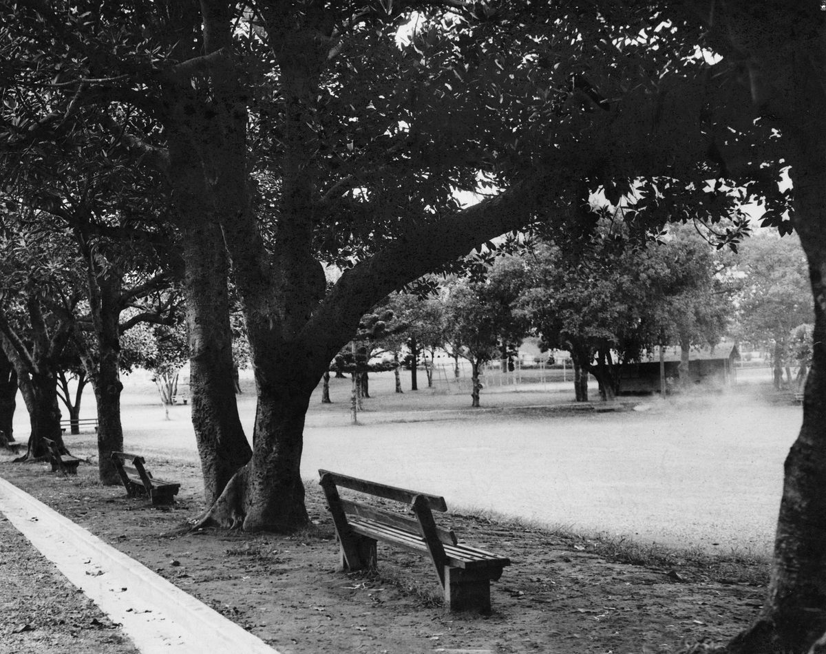 Old trees in Musgrave Park, that provide much shade for hot afternoons. Brisbane, 1949
