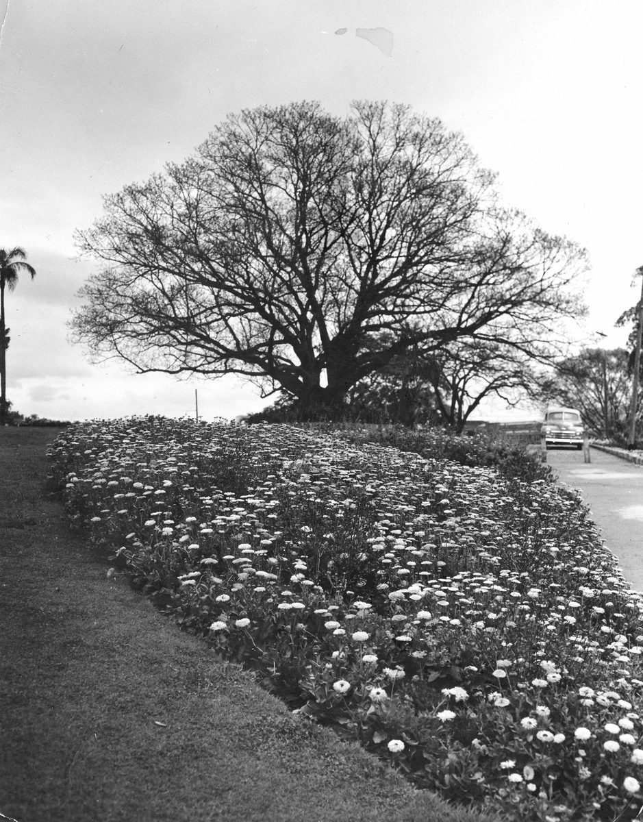 Flower beds in Newstead Park, Brisbane, 1949