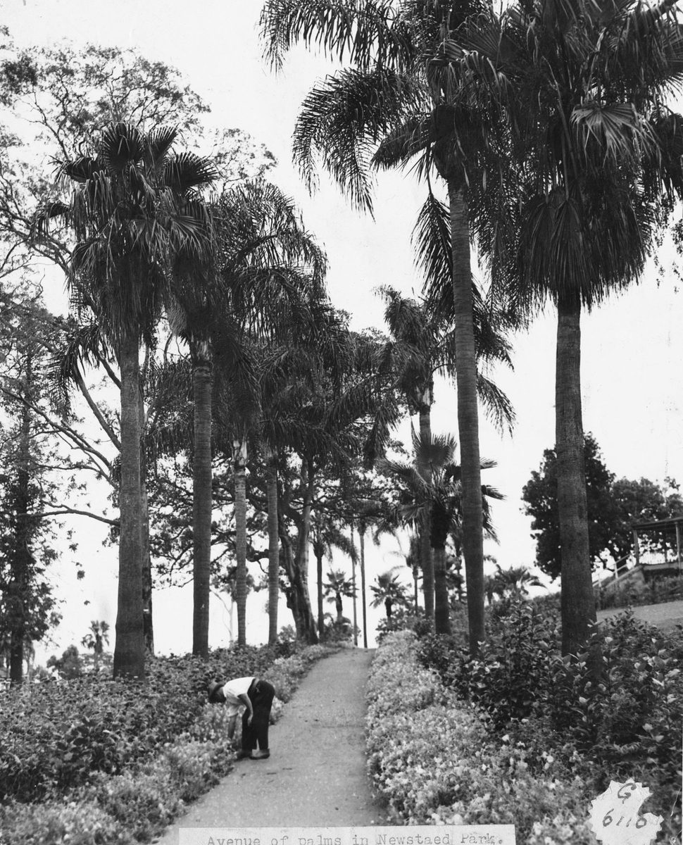 Avenue of palms in Newstead Park, Brisbane, 1949