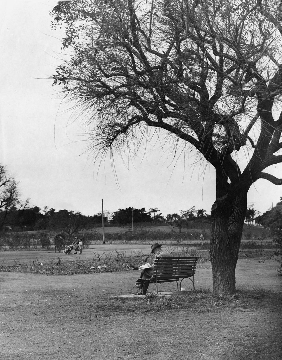 Rose garden at New Farm Park, Brisbane, 1949