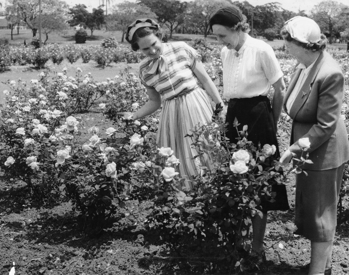 Mrs. Roberts stands between two friends in the rose garden in New Farm Park, Brisbane, 1953