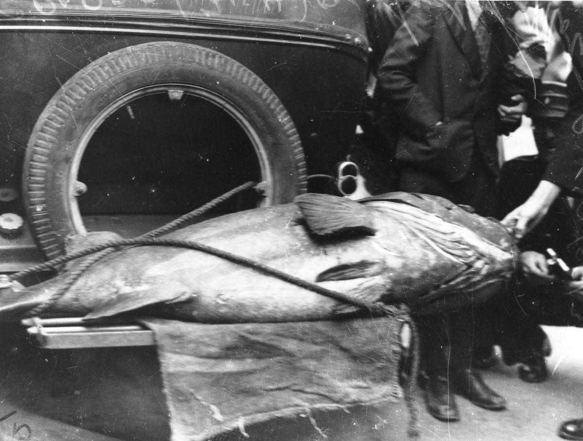 Large fish on the back of a motor car, 1938