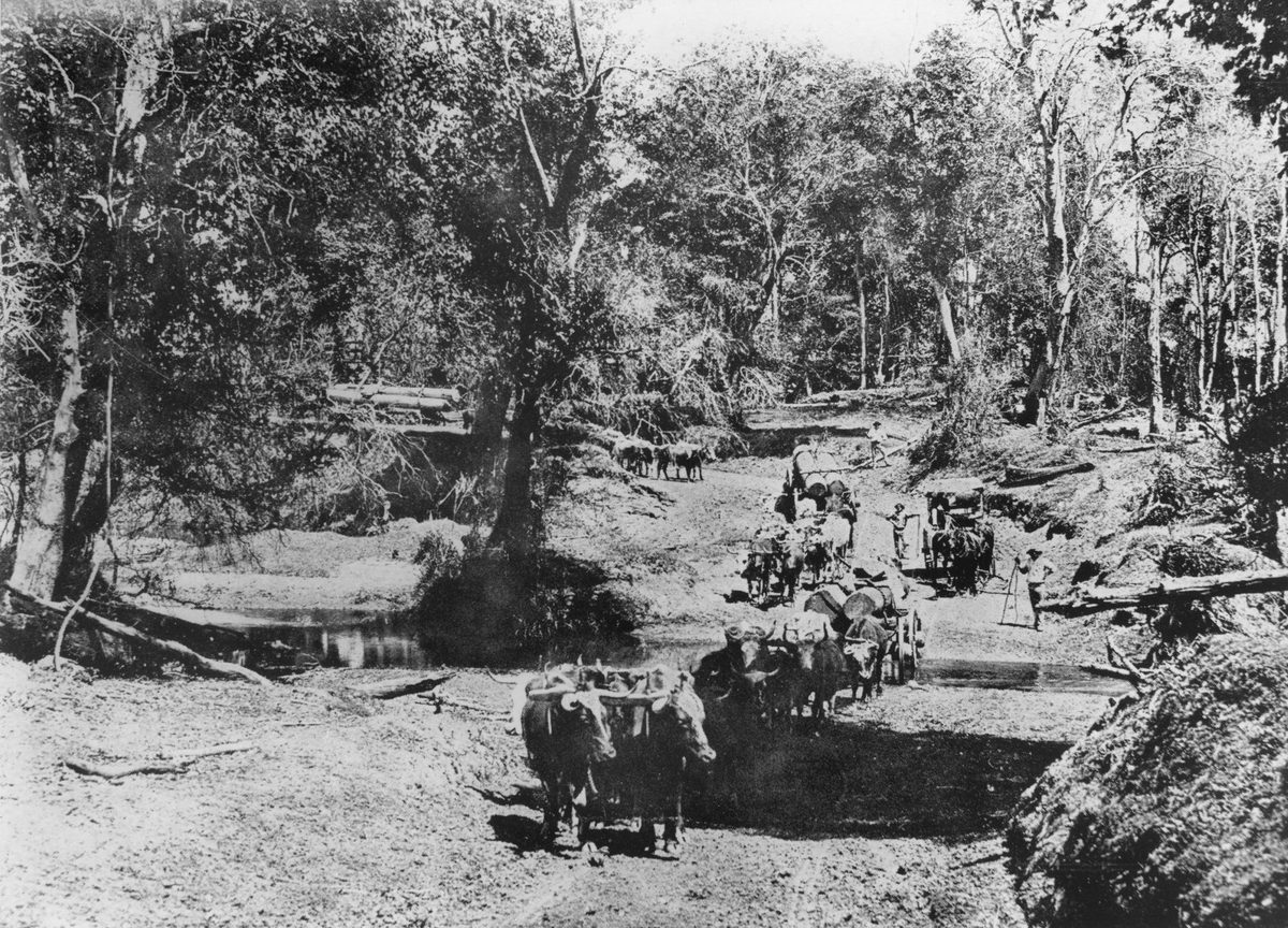 Felled logs being taken by bullock teams from the forest around Caboolture, 1901