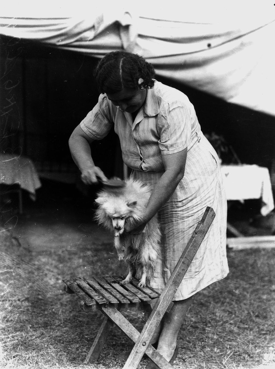 Cheeky puppy being combed for the Brisbane Exhibition, 1938