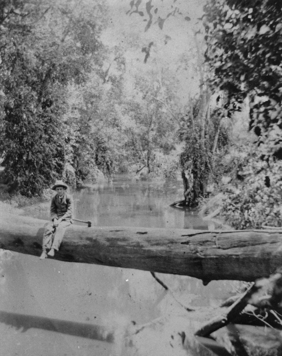 Unknown man on a tree trunk spanning Kedron Brook, 1899