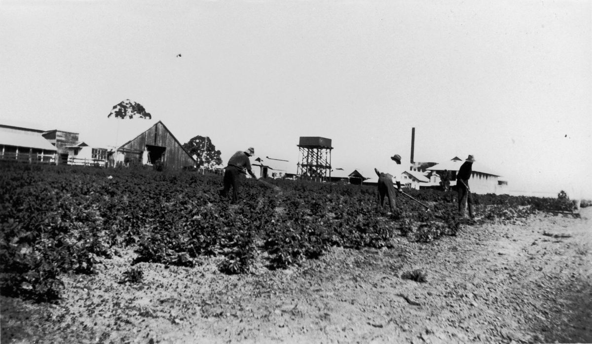 Men working in the field at Hutton's Farm, Zillmere, 1935