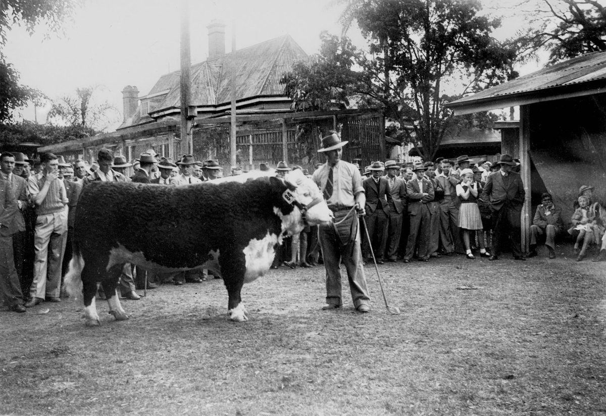 Stud cattle judging at the Brisbane Exhibition, 1948