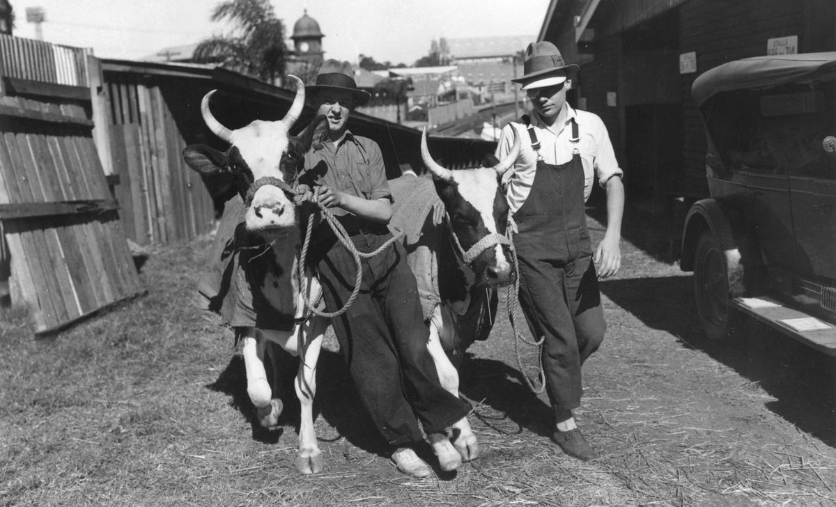 Cattle being prepared for the show ring, Royal National Association Exhibition, Brisbane, 1940