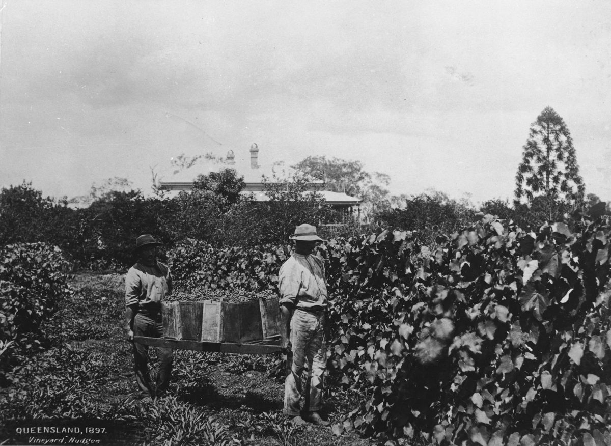 Nudgee vineyard