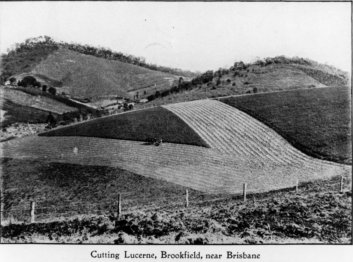 Lucerne fields, Brookfield, Brisbane, 1911